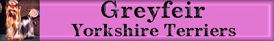 Greyfeiryorkies.jpg (11826 bytes)