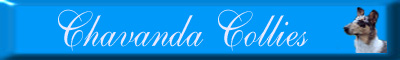 chavandacollies.jpg (23081 bytes)