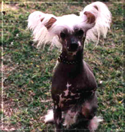 crested.jpg (27500 bytes)