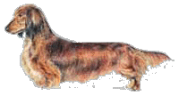 dachshund2.gif (11511 bytes)