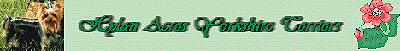 hylanorkie.jpg (9551 bytes)
