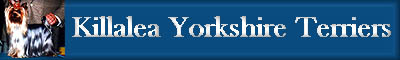 killaleayorkies.jpg (10005 bytes)