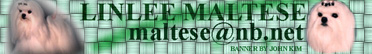 linleemaltese.jpg (20924 bytes)