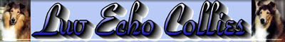 luvechocollie.jpg (12783 bytes)