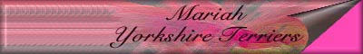 mariahyork.jpg (9570 bytes)