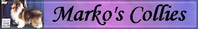 markoscollies.jpg (12197 bytes)