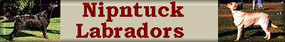 nipntucklab.jpg (13910 bytes)
