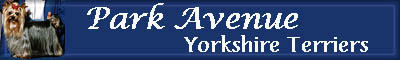 parkaveyorkie.jpg (11375 bytes)