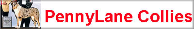 pennylanecollies.jpg (13905 bytes)