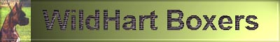 wildhartboxer.jpg (9897 bytes)