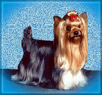 yorkielogo.jpg (22679 bytes)