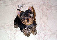Tilly8wks.jpg (12842 bytes)