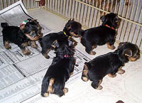 5yorkiepups.jpg (16374 bytes)