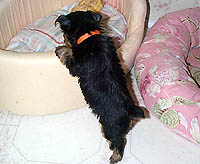 yorkiepupbed.jpg (15337 bytes)