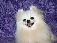 SnowAngela.jpg (19764 bytes)