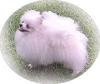 snowbiz.gif (25973 bytes)