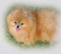 SweetWendy6-03a.jpg (12462 bytes)