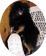 kirby.gif (34217 bytes)