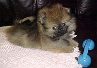 brandona.jpg (27747 bytes)