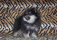 pup1a.jpg (18426 bytes)