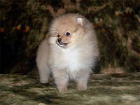 pup2a.jpg (11047 bytes)