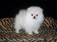 pup3a.jpg (12347 bytes)