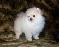 pup4a.jpg (11798 bytes)