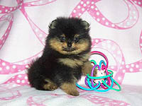 pup5a.jpg (14560 bytes)