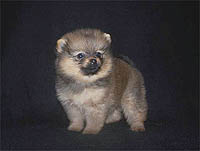 pup6a.jpg (7013 bytes)