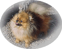 tyler2-03.gif (25767 bytes)