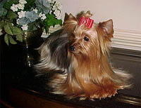 Wendy7-03a.jpg (14329 bytes)