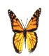 butterfly_wht.gif (8970 bytes)