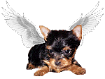 smgillyangel.gif (7486 bytes)