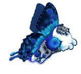 bi-blue Sheltie swallowtail 1