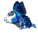 bi-blue Sheltie swallowtail 2