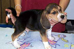 beagle1a.jpg (26013 bytes)