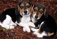 beaglesa.JPG (17925 bytes)