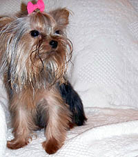 Lulua.jpg (17642 bytes)