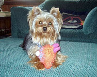 Mutleya.jpg (21762 bytes)